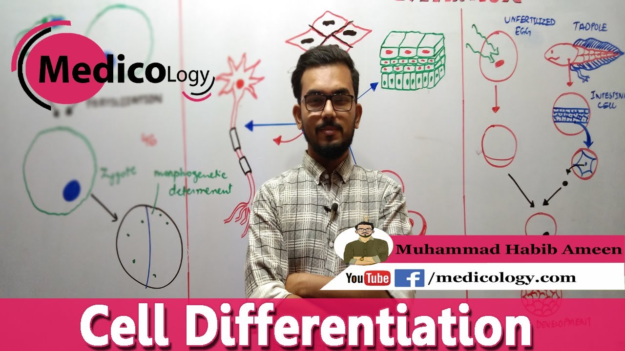 Cell differentiation and its Mechanism || growth and development