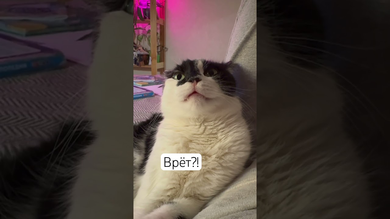 Кажется, кто-то врёт 😁 #cat #веселыекоты #кот #видосыоткота #юмор #прикольныекоты #котик
