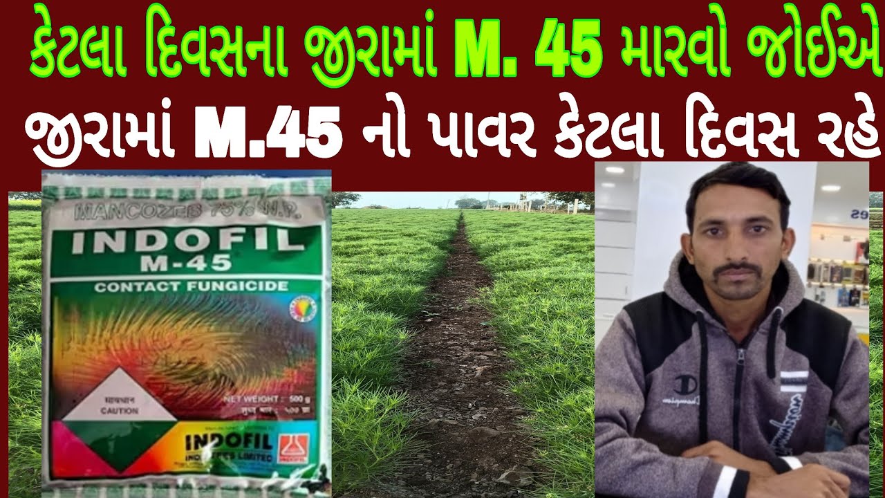 કેટલા દિવસના જીરામાં M 45 ની શરૂઆત કરવી જોઈએ, જીરામાં એમ 45 નો ફરી છટકાવ કેટલા દિવસે કરવું જોઈએ