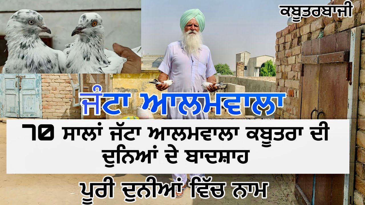 Kabootar Lover Janta Alamwala Pigeon bird Video bazi | ਅੱਜ ਵੀ ਪੂਰਾ ਸ਼ੋਕ ਕਬੂਤਰਾ ਦਾ interview