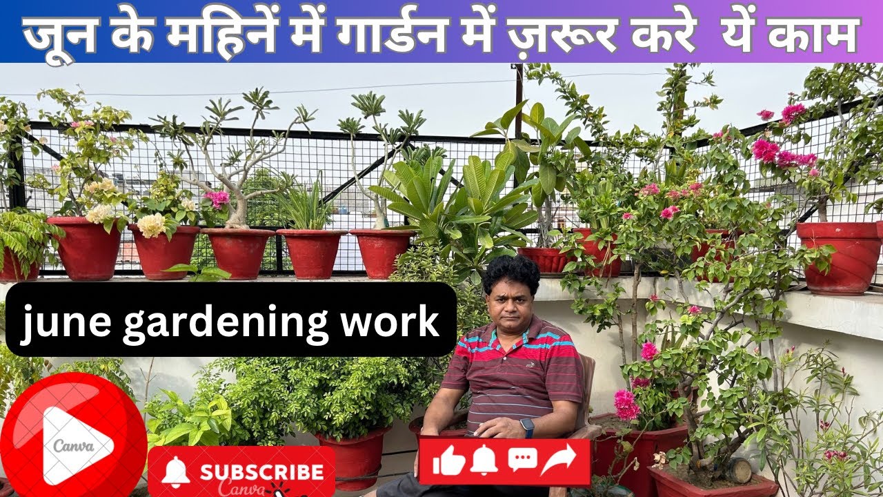 जून के महिने में गार्डन में ज़रूर करे यें काम//june gardening work// Samyak terrace gardening