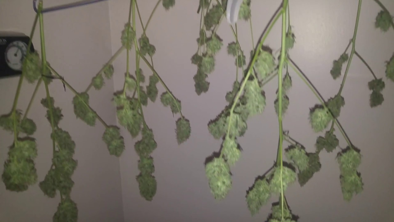 GHS - SuperCritical Feminized Grow Journal