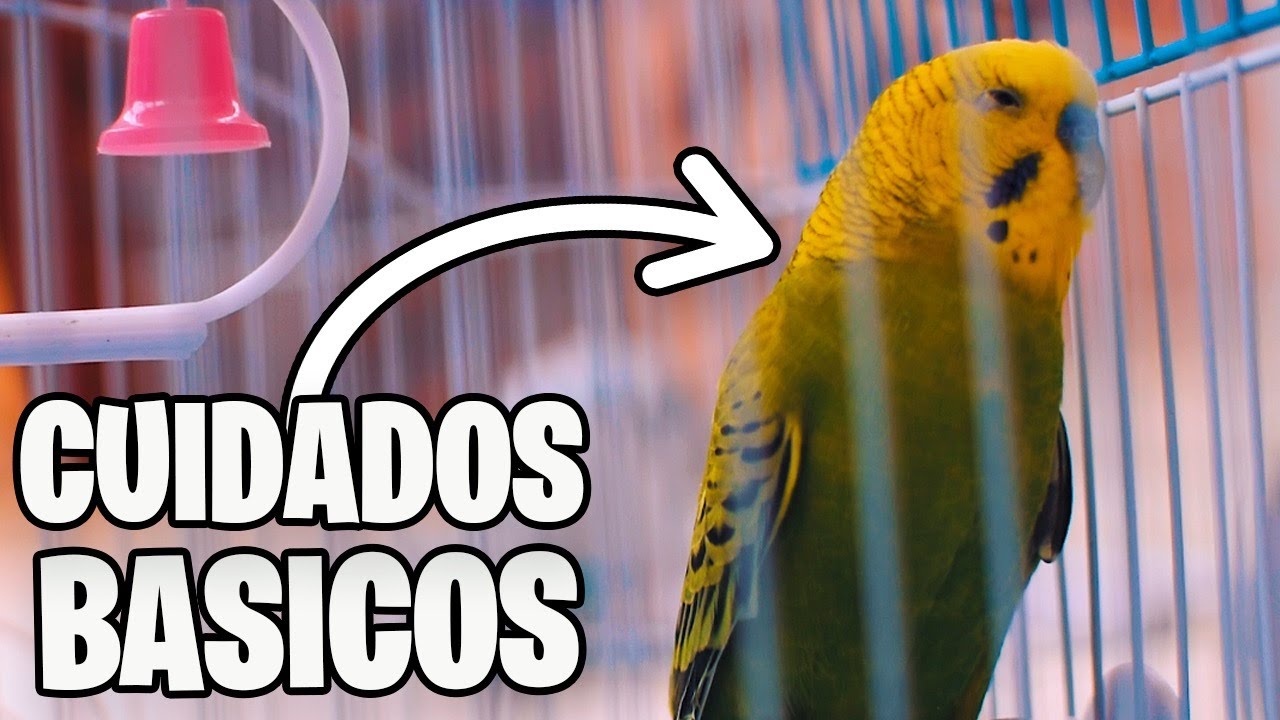 CUIDADOS BASICOS DEL PERIQUITO