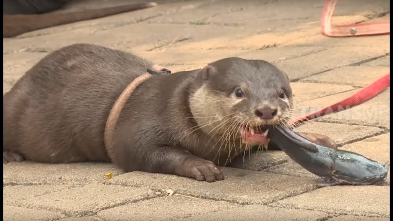 Ngumpul Bareng Komunitas Otter | TAU GAK SIH (20/11/19)