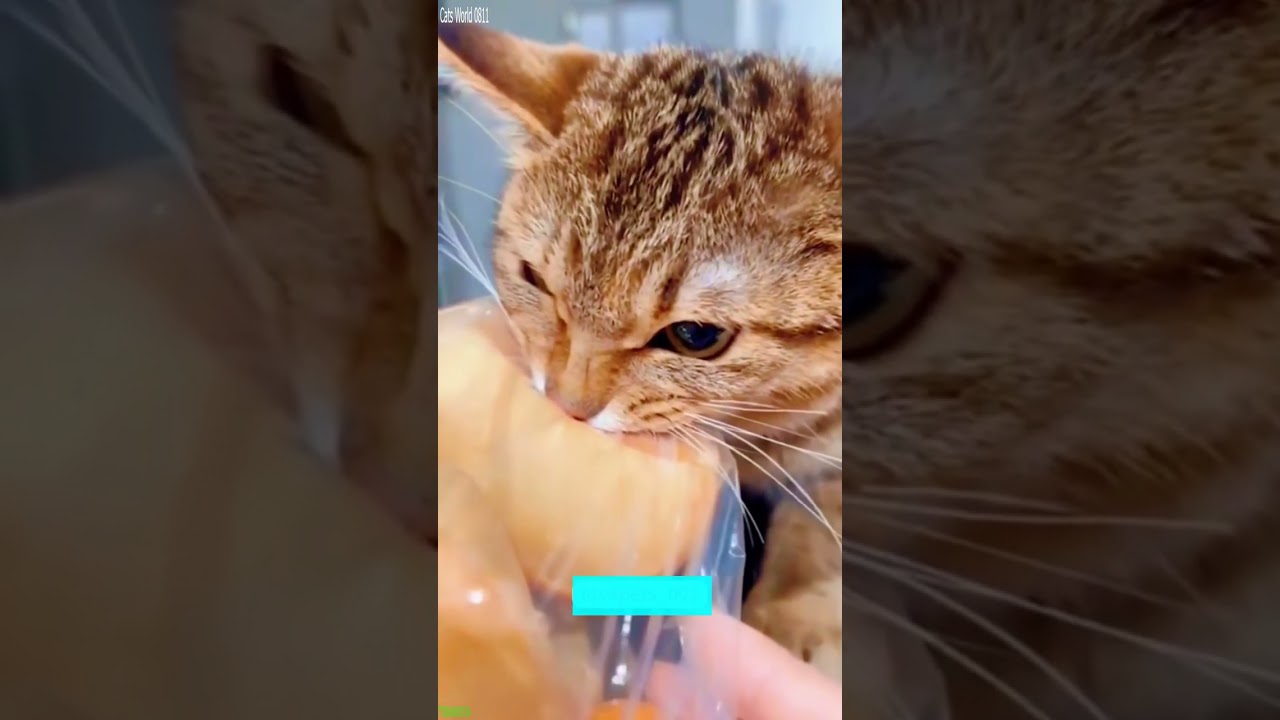 Cat Funny Videos 😼 #animals 😸 # #7318