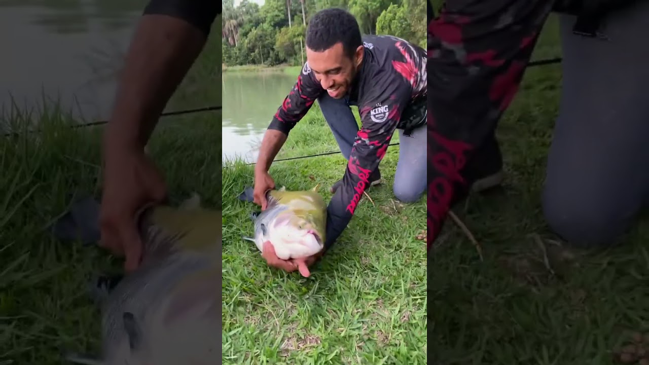 TAMBA NO MANHOSINHO EMPANADO, n&atilde;o tem nada melhor !!!! &Eacute; jogar e bater 🎣😎 #pescaesportiva