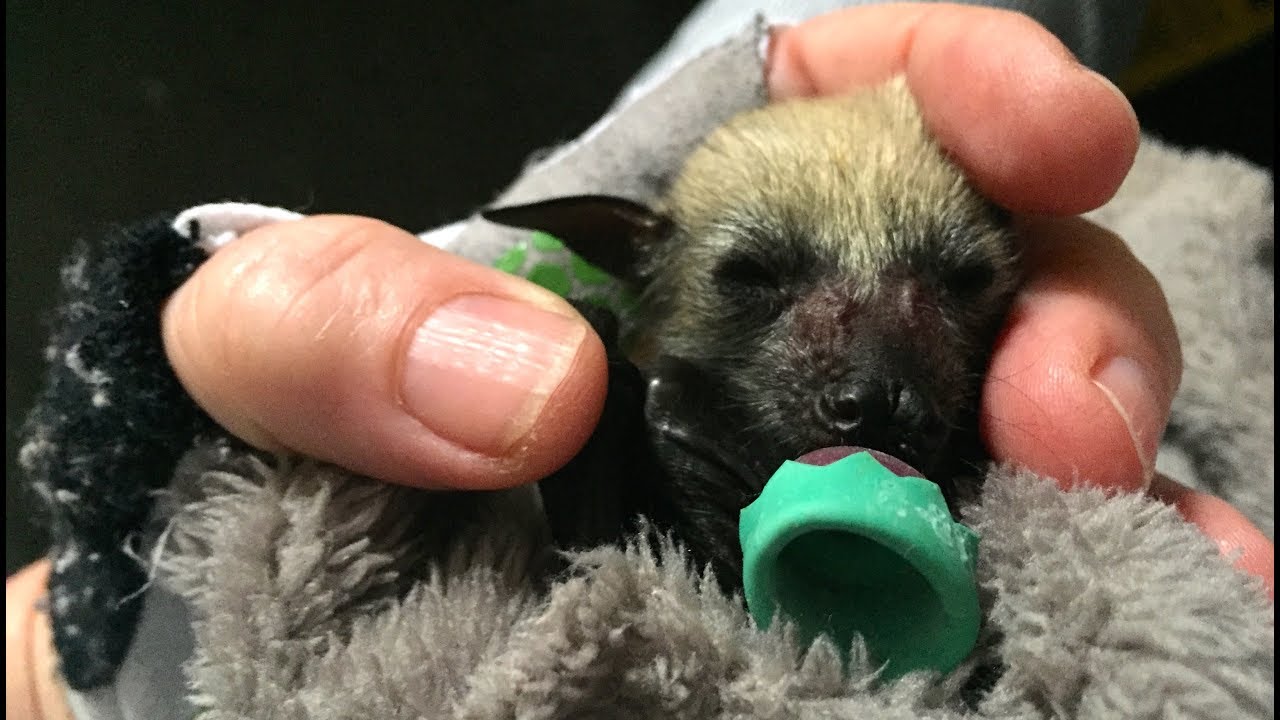 Rescuing a baby bat on an electrocuted mother:  this is Newt