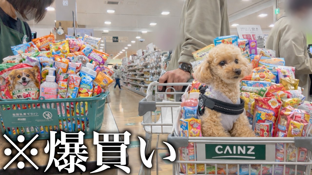冬のボーナスでカインズ爆買いしたら、愛犬の様子がおかしい…