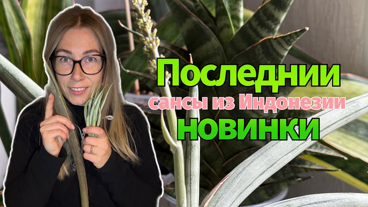 Новинки санс 💚 Октябрь 2025 #сансевиерия #сансы #sansevieria #обзор 