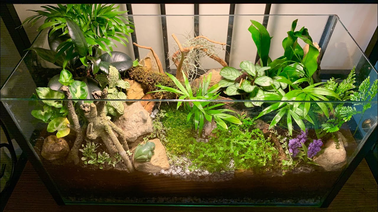 fish tank terrarium arrangement