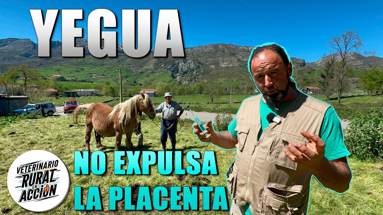 🐴 YEGUA 🐴 No expulsa la placenta tras el parto