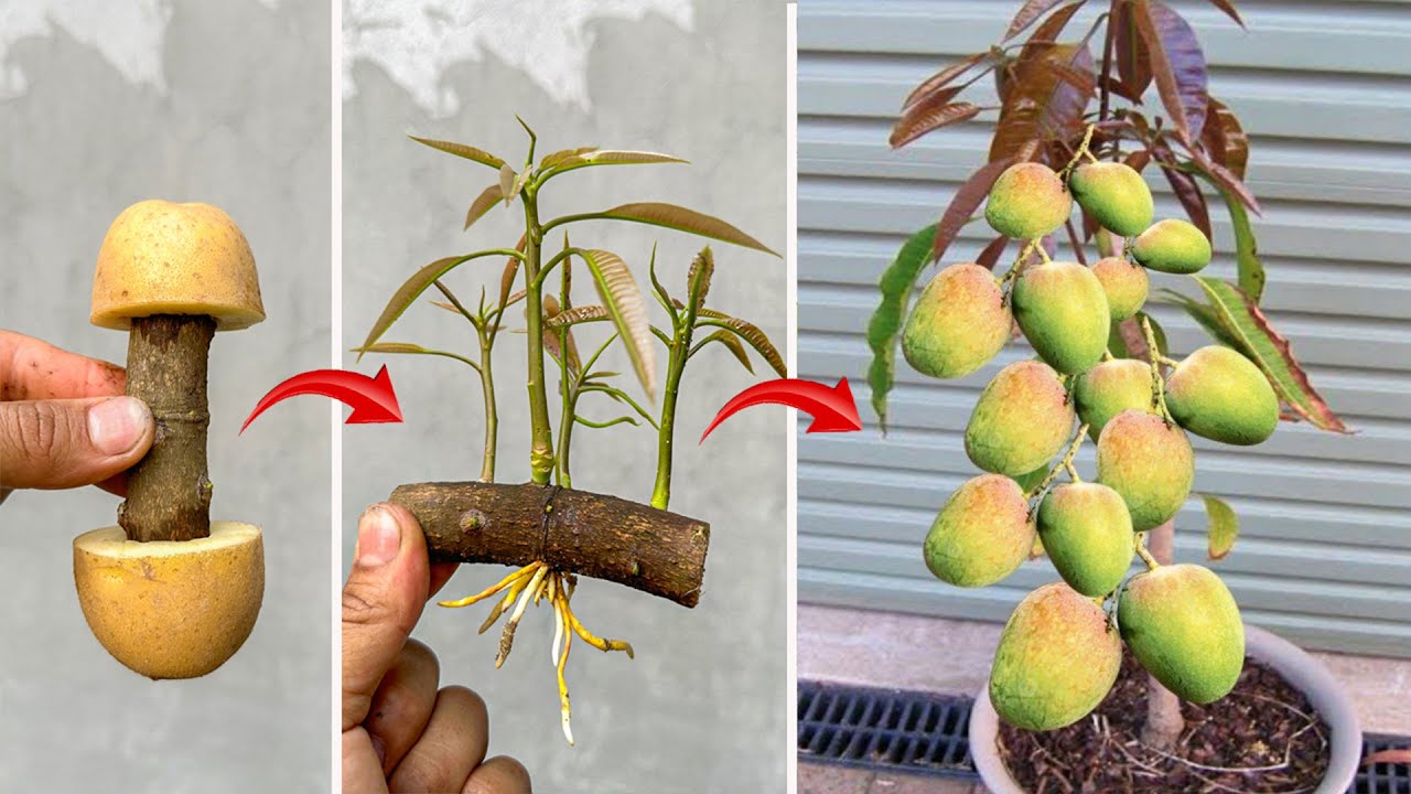 DISCOVER NEW TECHNIQUE for propagating mangoes with potatoes to stimulate super fast growth