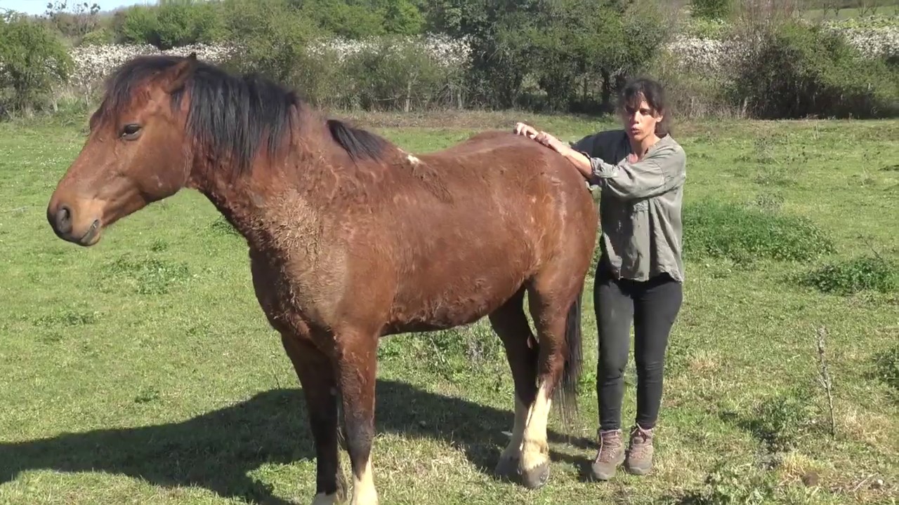 la vision du cheval