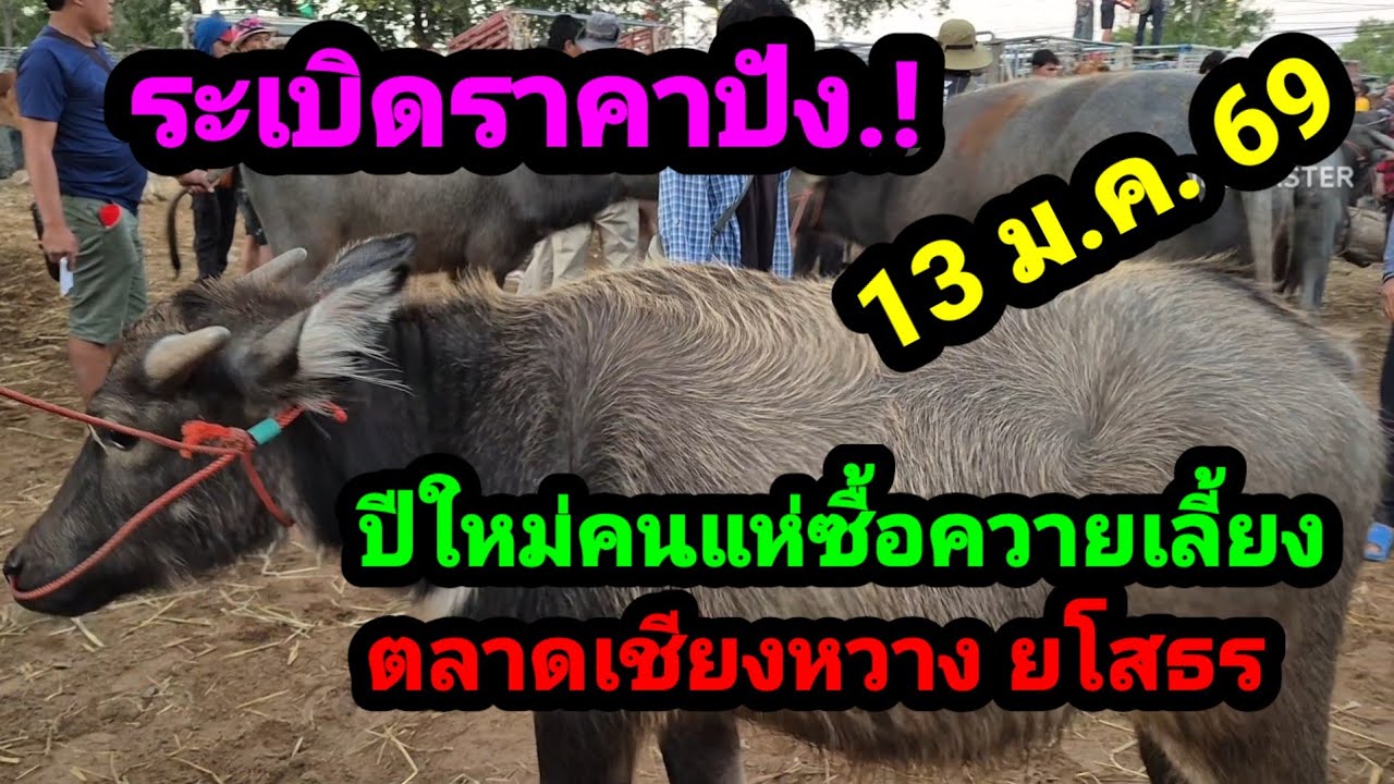 ราคาควายวันนี้ 13 ม.ค. 69 ตลาดนัดบ้านเชียงหวาง จ.ยโสธร#เปิดราคาควายงามน่าซื้อ#ซื้อขายควายน่าเลี้ยง