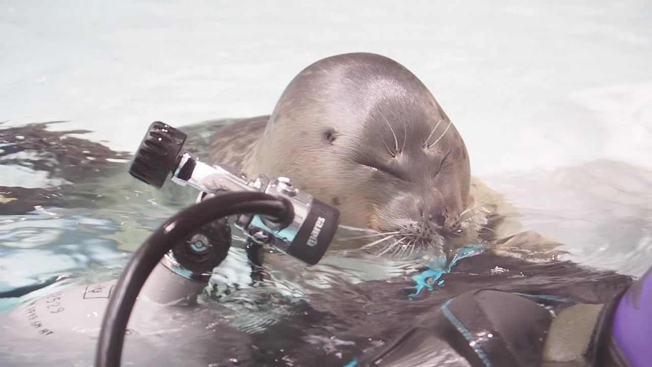 【陸上編】潜水清掃する飼育員さんとワモンアザラシのミゾレちゃん