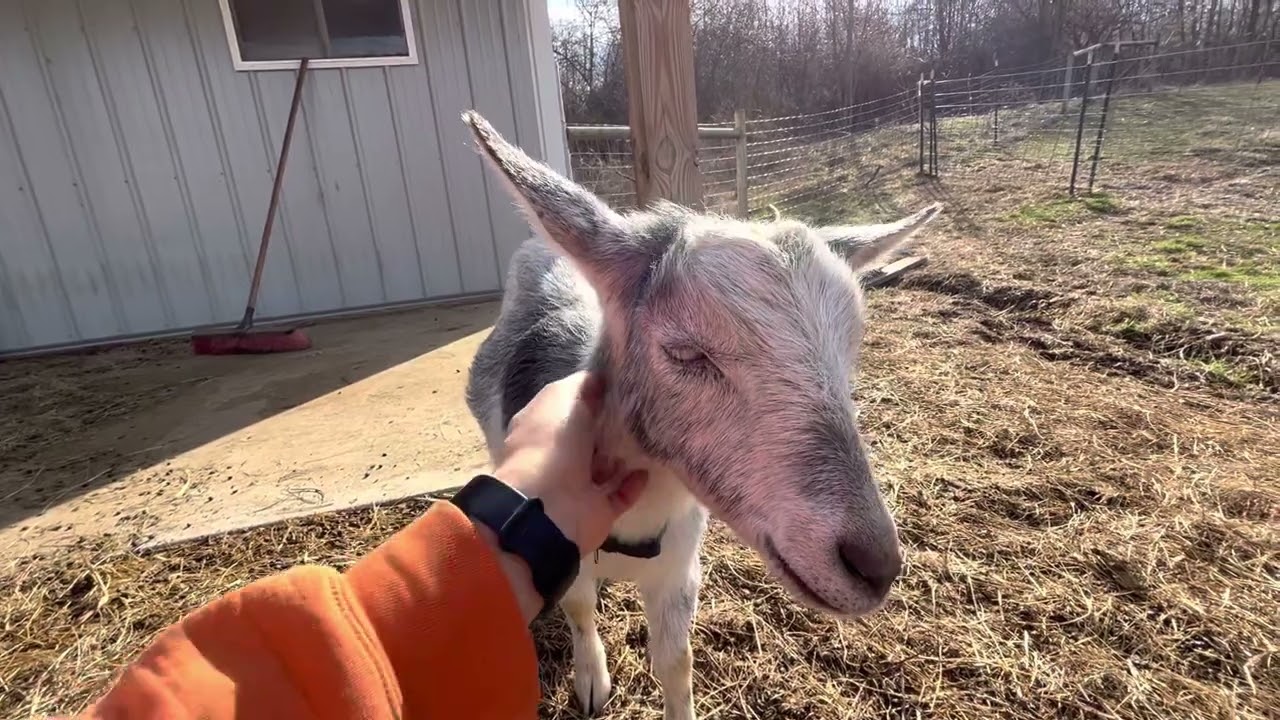 Separating baby goat from his mom for the first time