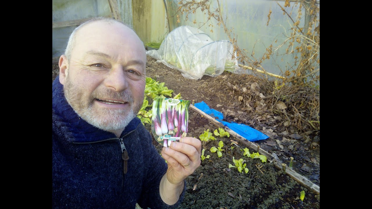 La CIBOULE et ciboulette