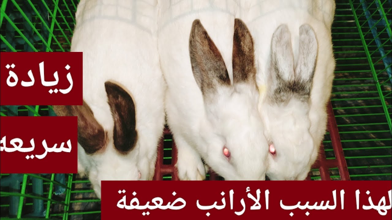 لهذا السبب الأرانب مش بتزيد في الوزن خالص زيادة سريعه في أوزان الأرانب في فترة قصيرة.