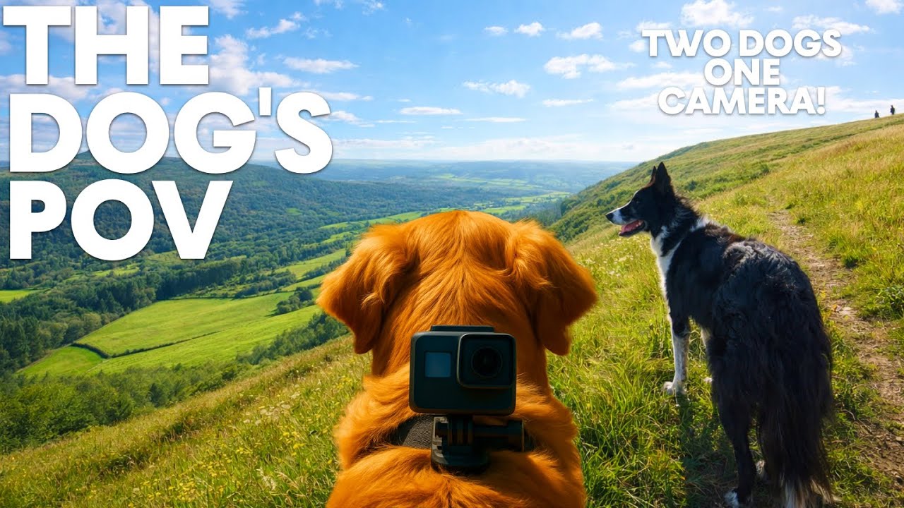 Peaceful DogTV - 10hrs 🐾🐶  Two Doggie Pals Enjoy Amazing Views GoPro on a Dog  | 🌲🐾 Dog POV