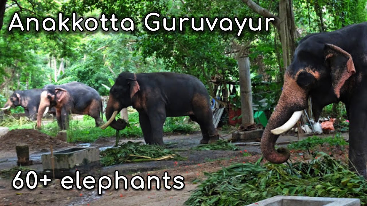 Punnathur Kotta Elephant Camp Guruvayur Devaswom Anakkotta Elephant Kotta Thrissur Tourism Kerala