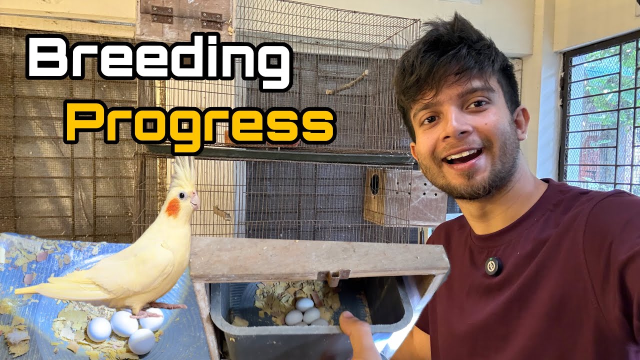 ২ বছর পর সংসার পাতলো আমার ককাটেল পাখি | Cockatiel Breeding progress 😍