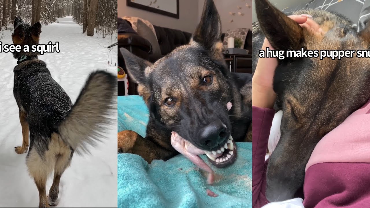 My Dogs Fans Control Her Life For A Day