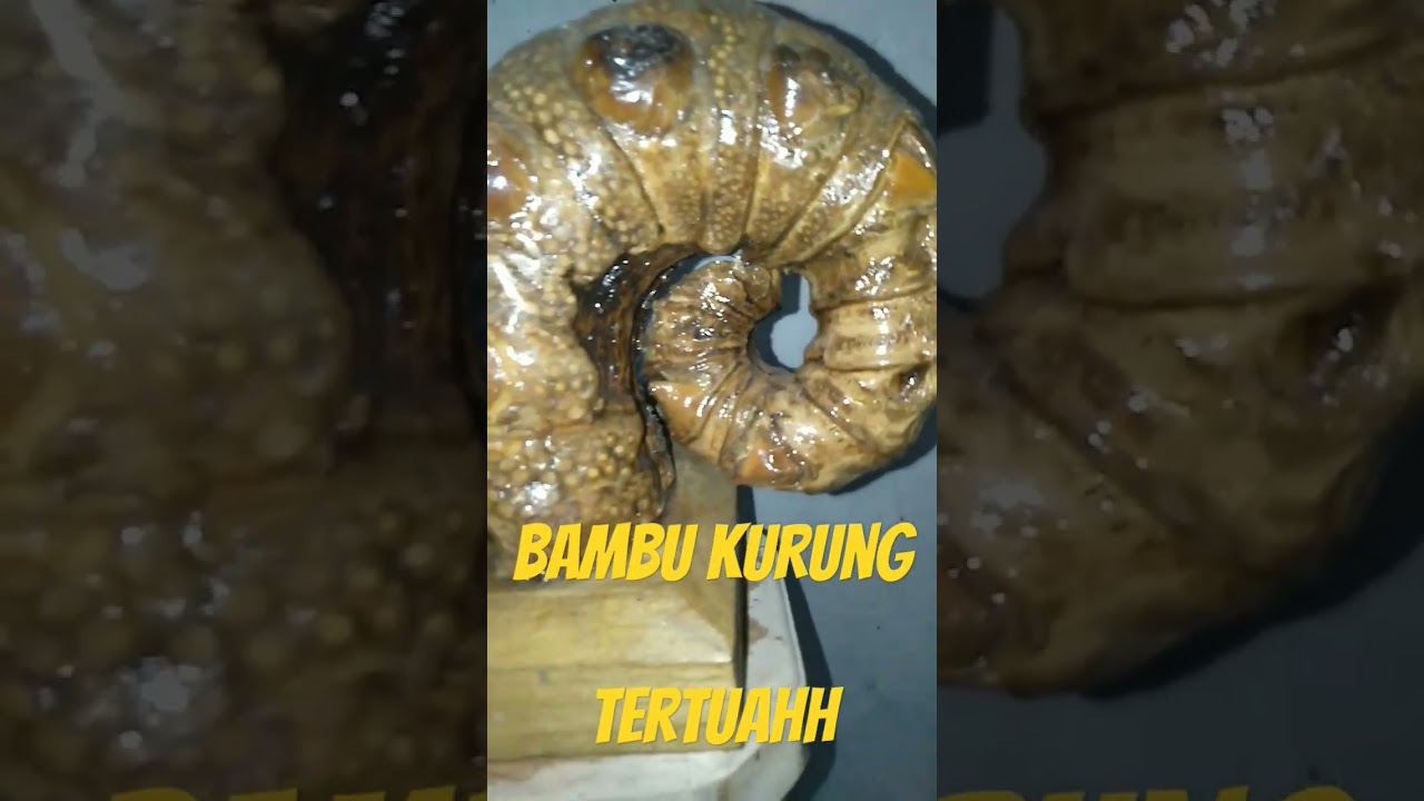 Ciri ciri bambu kurung bawah tertuah@antonmuhammad3866