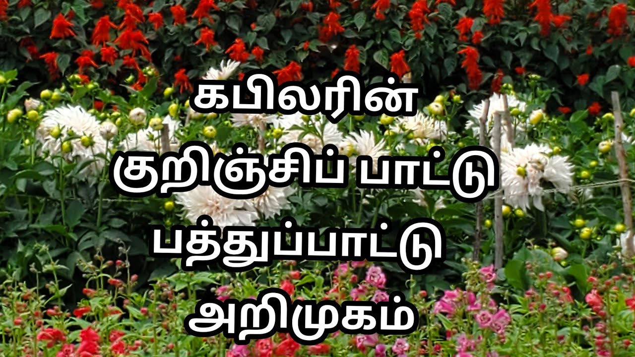 கபிலரின் குறிஞ்சிப்பாட்டு-Kurinjipattu by Kabilar