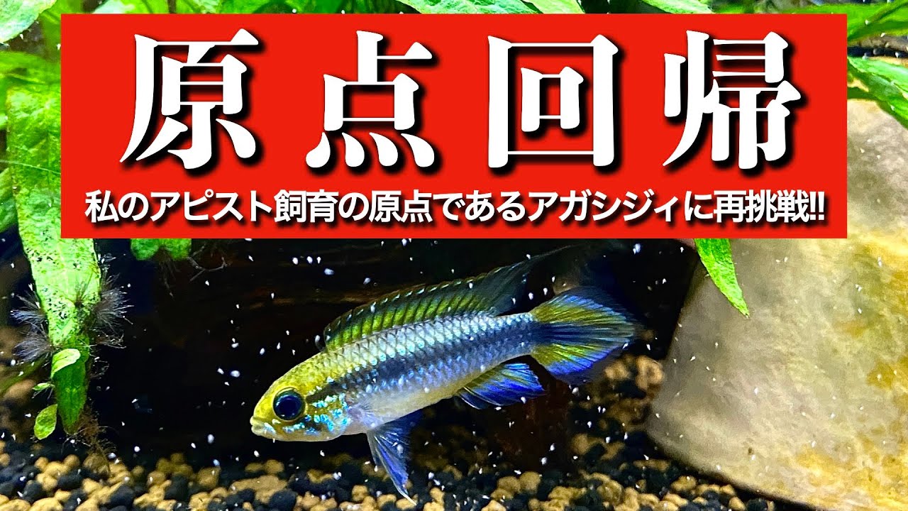 原点回帰　アピスト飼育のスタートとなるAp.アガシジィを再度購入！今回は失敗なく導入出来るのか！&導入直後の注意点の解説😄