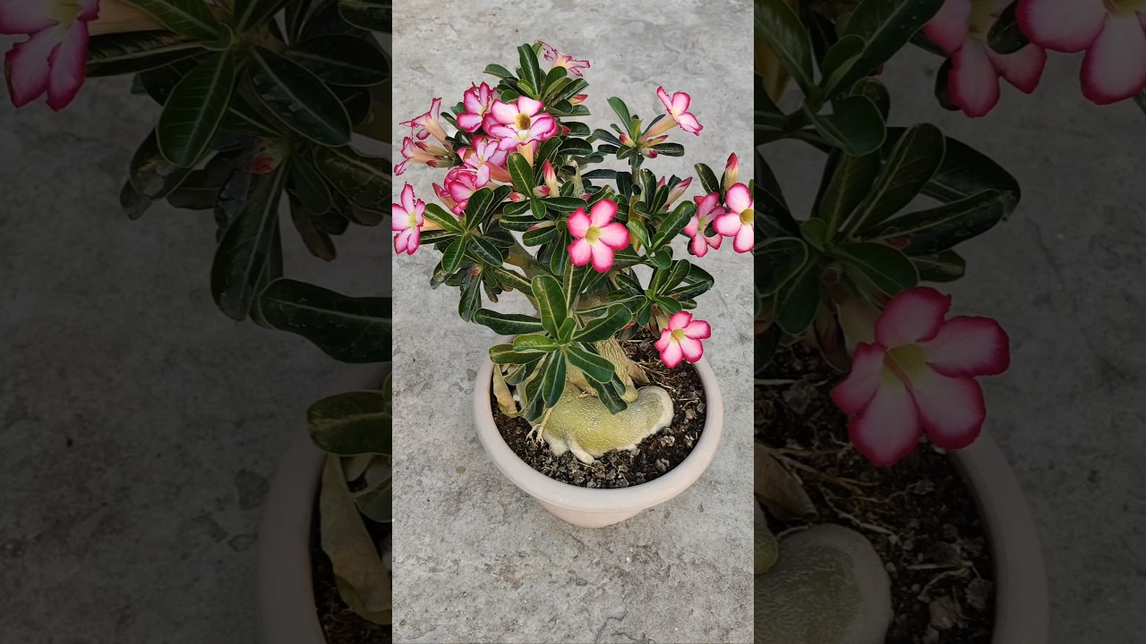 How to get more flowers in adenium #shorts #adenium #ytshorts