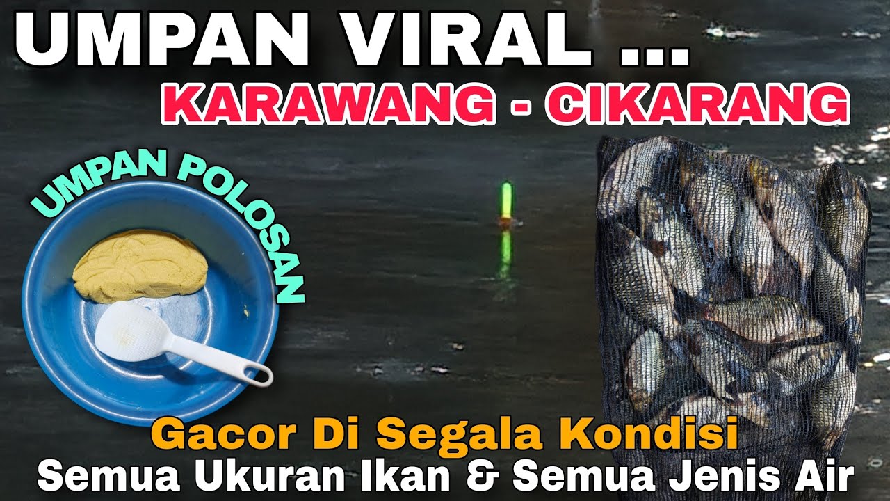 Pantesan Viral Umpan Ini Tanpa Essen Sadis Parah .... Asli Gacor Bukan Main .....Umpan Ikan Mas