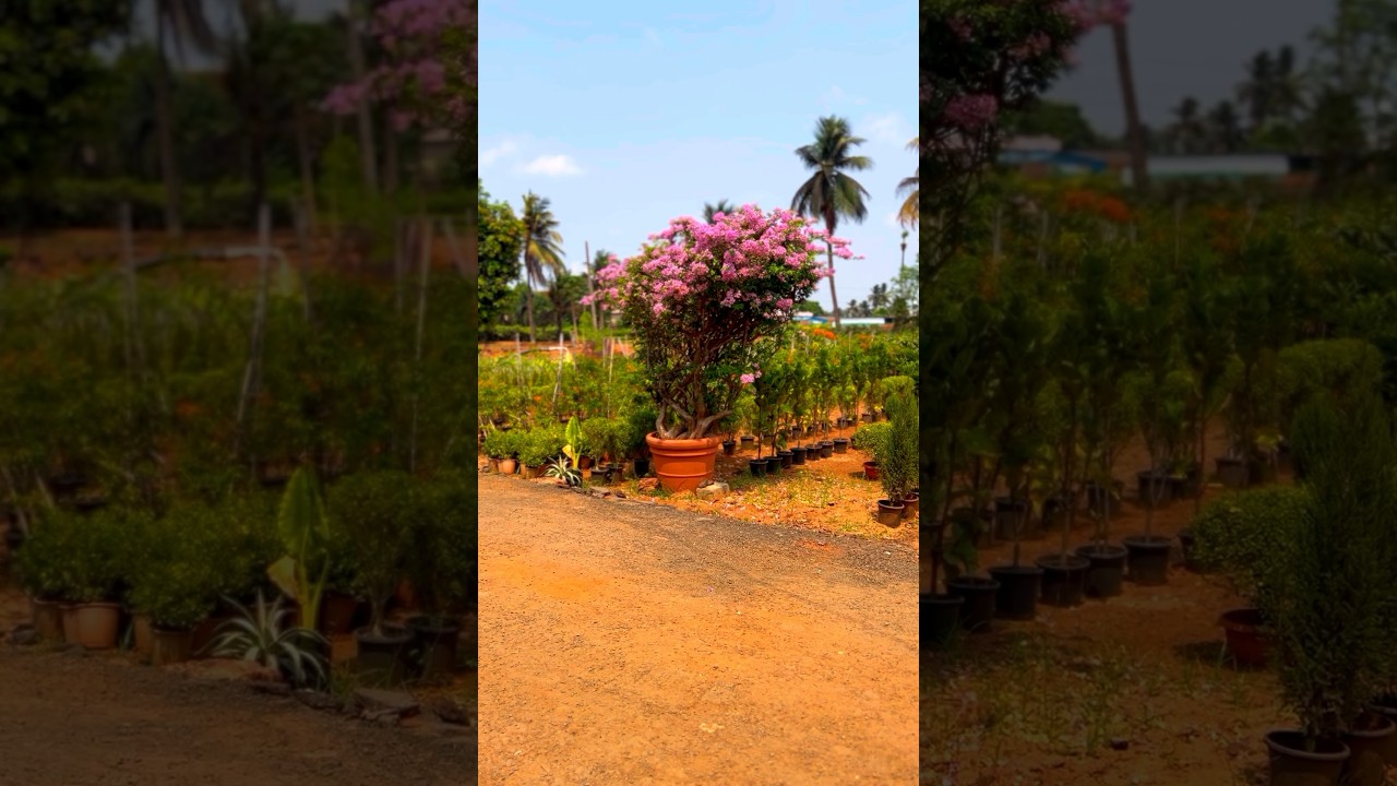 #kadiyapulanka #nurseries  ￼￼￼