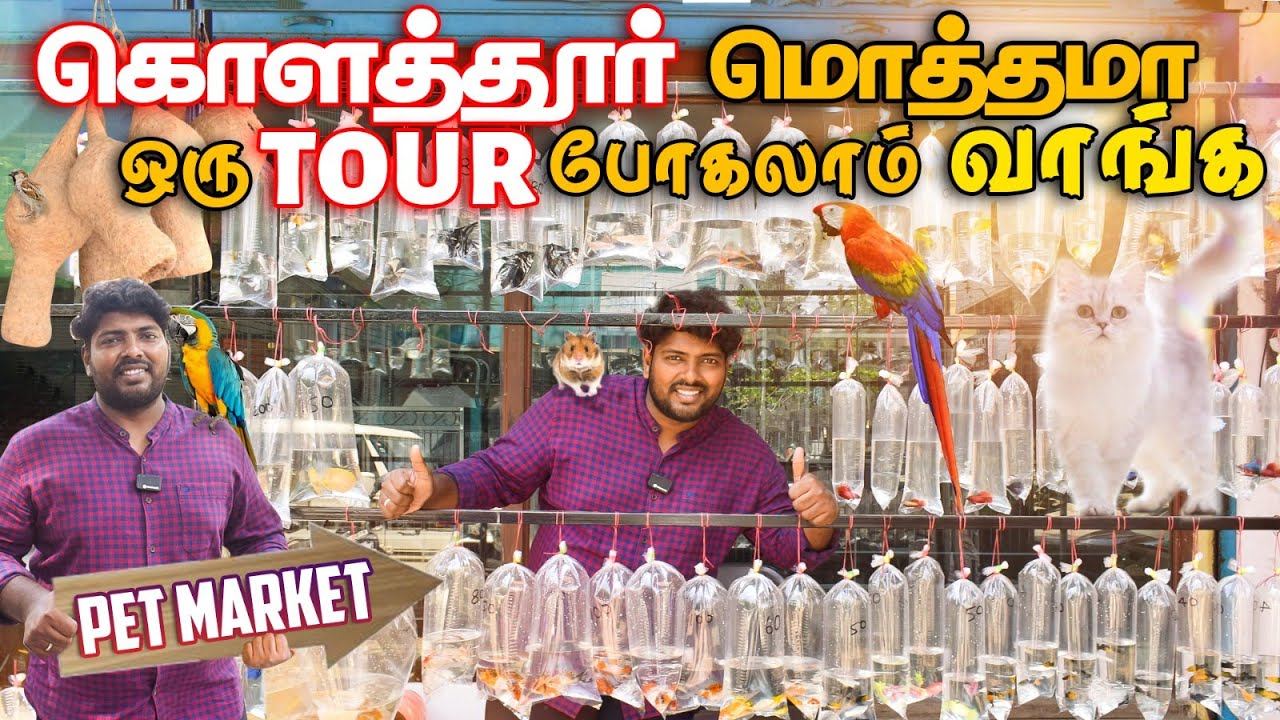Kolathur Aquarium Fish Market Walk Tour | கலர் கலரா வண்ணமீன்கள் குறைந்த விலையில் அள்ளிட்டு போலாம்