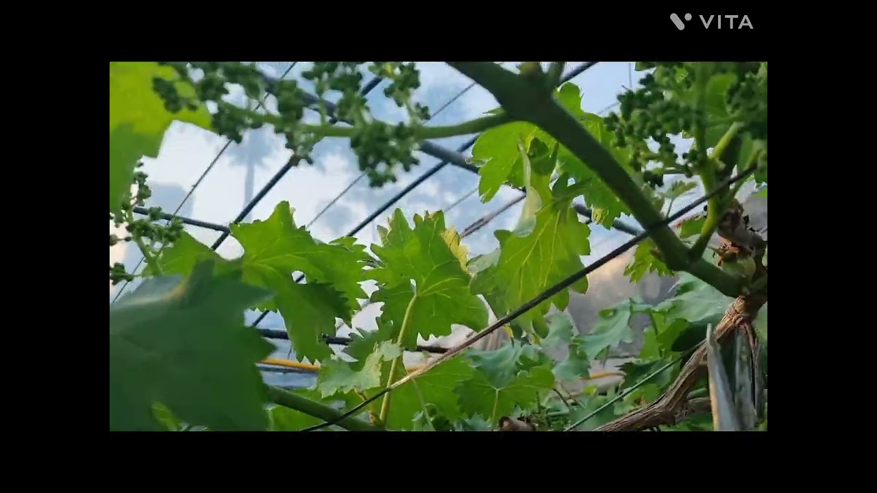 거봉  화수 정형 작업 # 이절적심