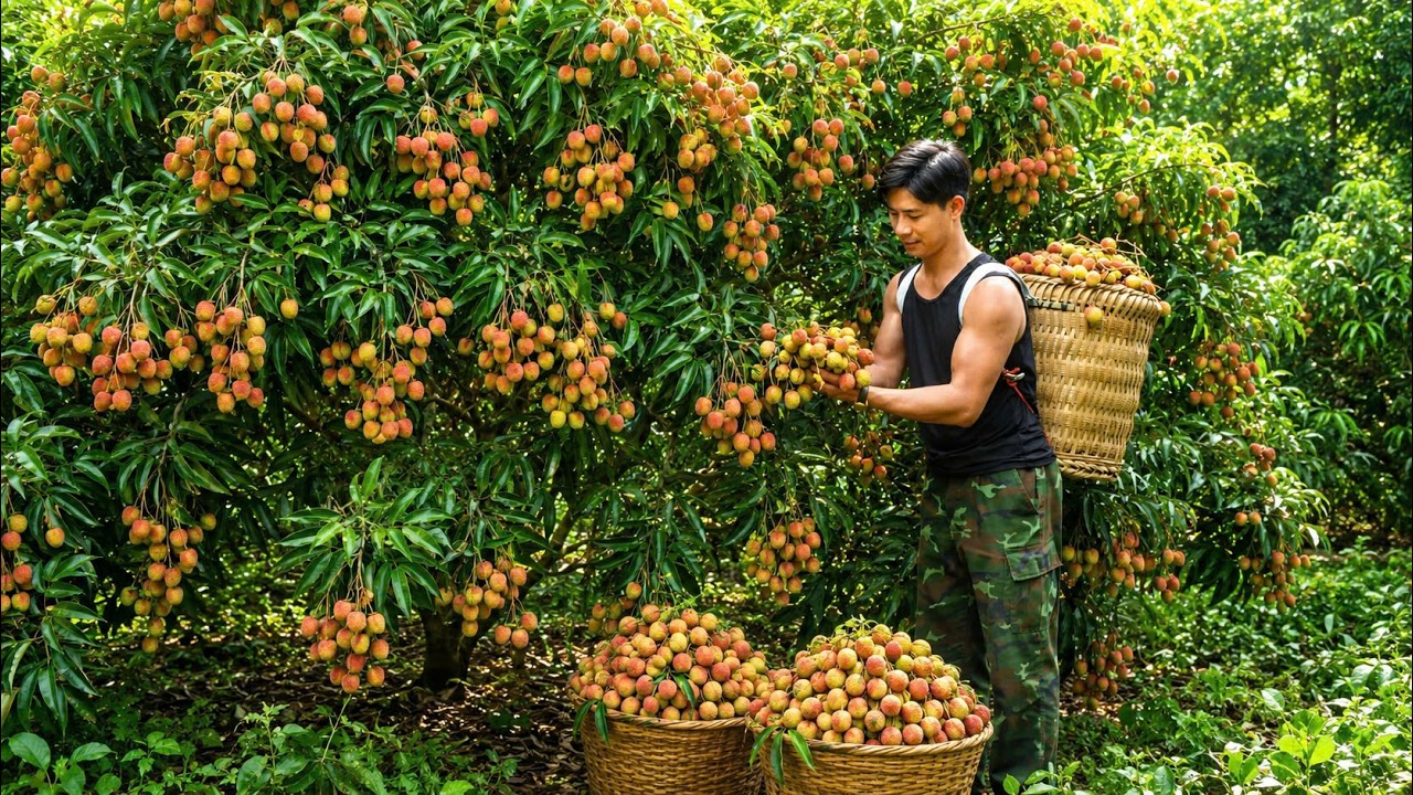 CEO Leaves city to become a farmer: harvesting lychees and caring for the vegetable garden