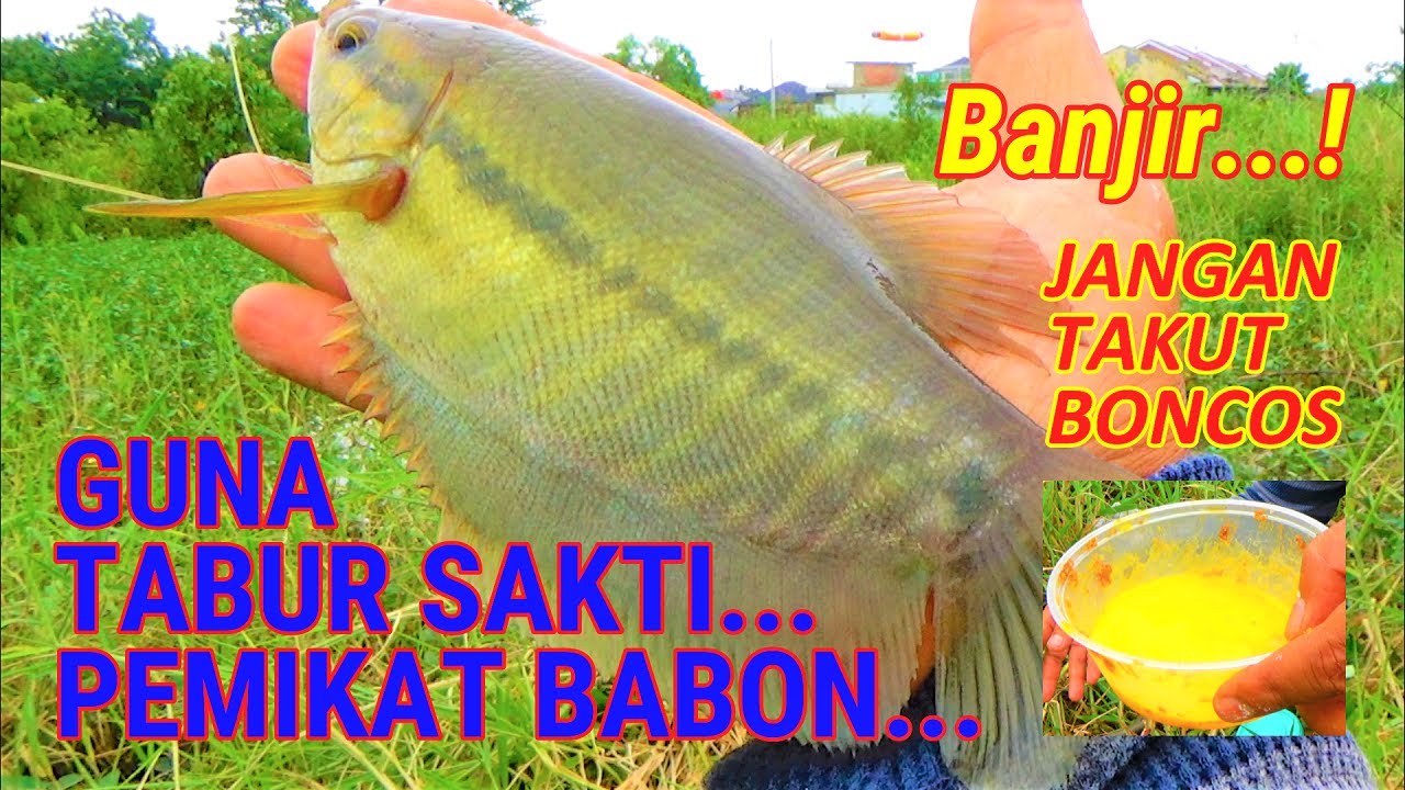Racikan Pemanggil Sepat Siam Babon, Di Spot Banjir || Mancing Sepat Siam 2021