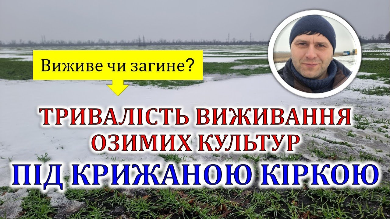 Тривалість виживання озимих культур під крижаною кіркою