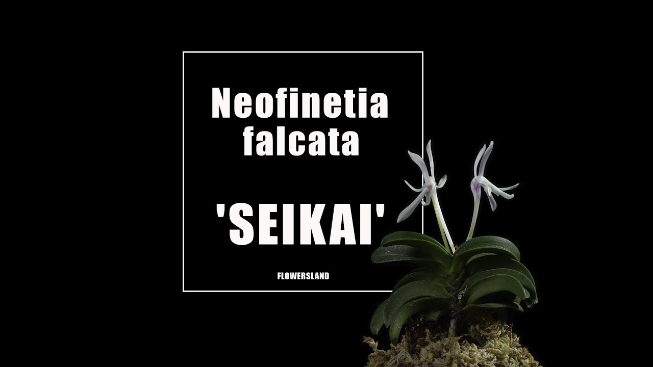 Орхидея Neofinetia falcata 'Seikai'