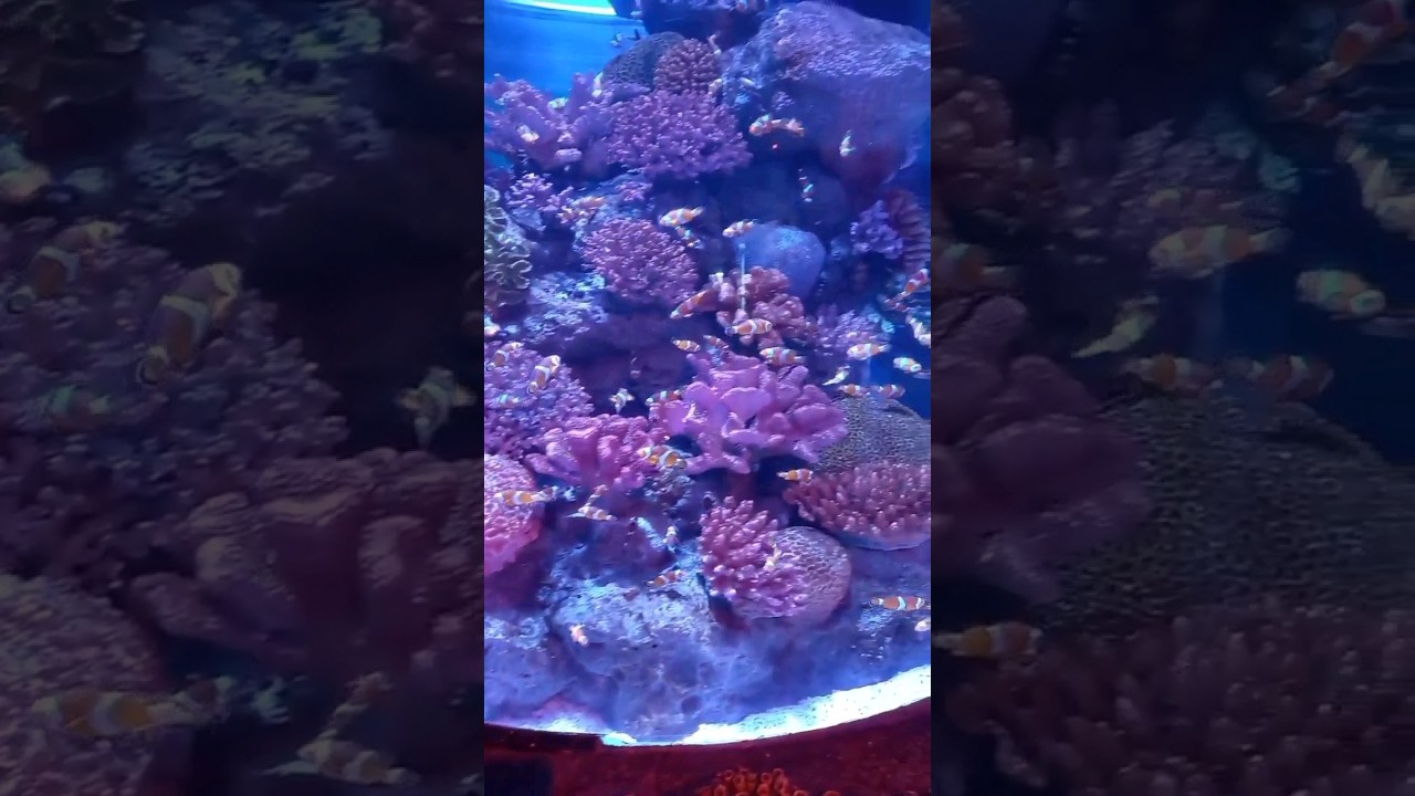 Melihat Ikan Badut (Nemo) di Aquarium bersama Mama #aquarium #nemo #fish #ikan