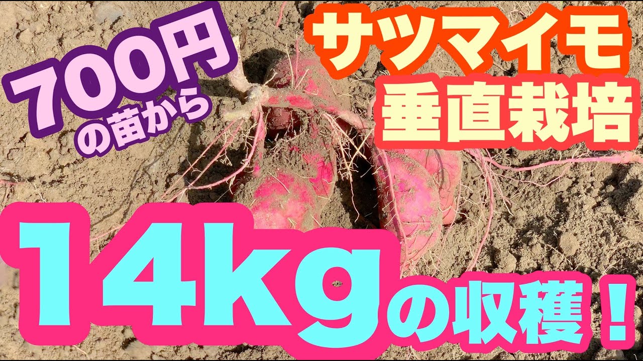 700円の苗から14kgの収穫！サツマイモ「紅はるか」の垂直栽培 植え付けから収穫まで151日間の記録