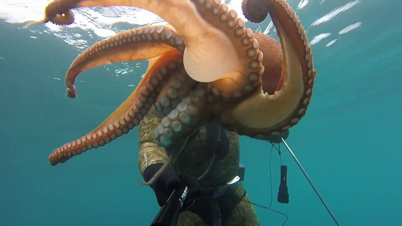 Pesca sub 2017 Un posto inesplorato