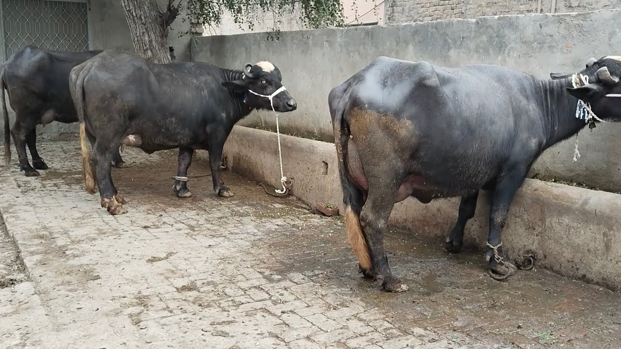Watch pure neeli ki 5 buffalo on Gohar Ali Noul  tvt 03006537323 -- 05-01-2026