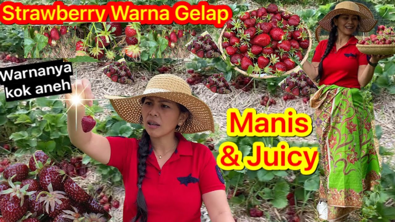 PANEN STRAWBERRY JUMBO DI JERMAN || WARNANYA SANGAT SPESIAL & MANIS