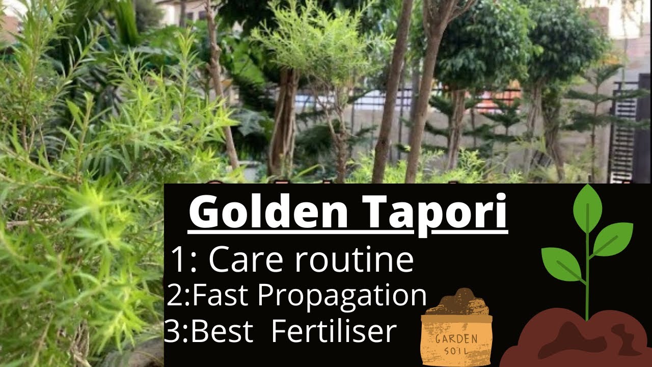 Golden Tapori plant की Care कैसे करें | Golden bottle brush | शानदार Results