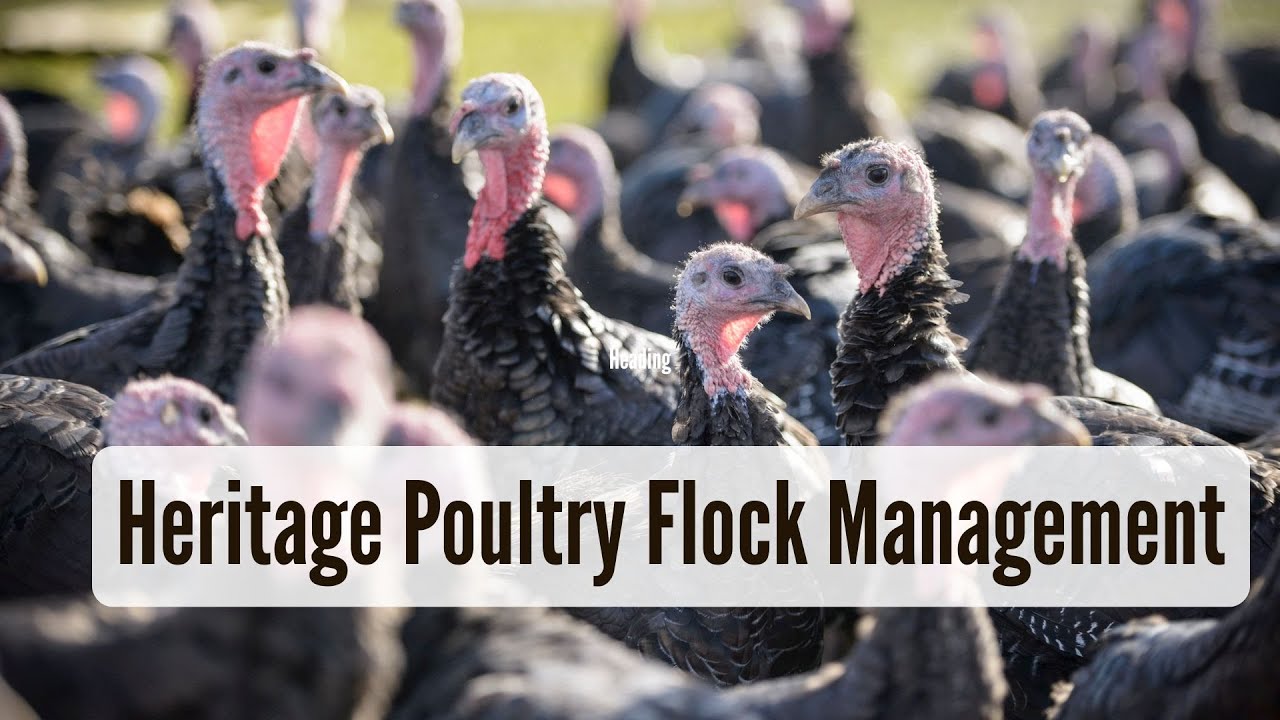 Heritage Poultry Flock Management with Frank Reese Jr: Preserving Genetics & Improving Performance