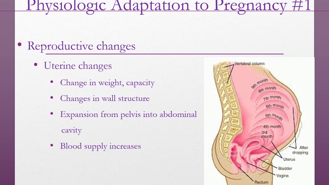 Maternal Adaptation to Pregnancy - Nursing Lecture