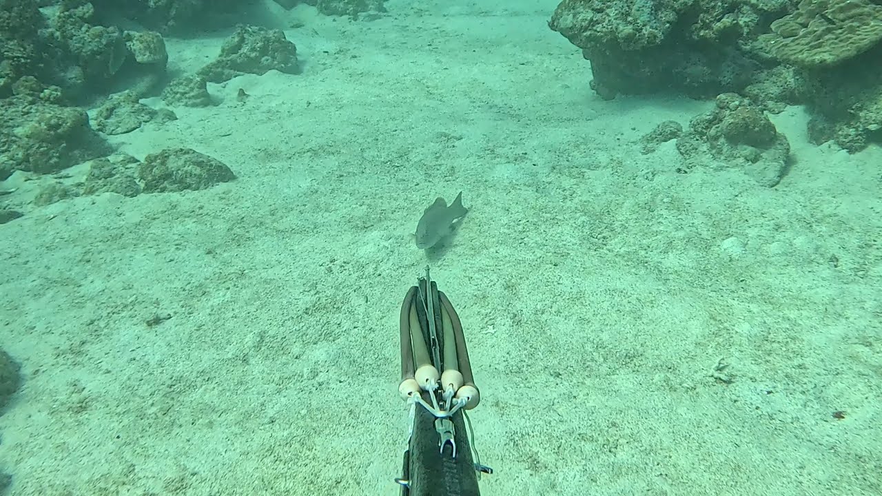 【素潜り魚突き】2025年6月15日【spearfishing in JAPAN】