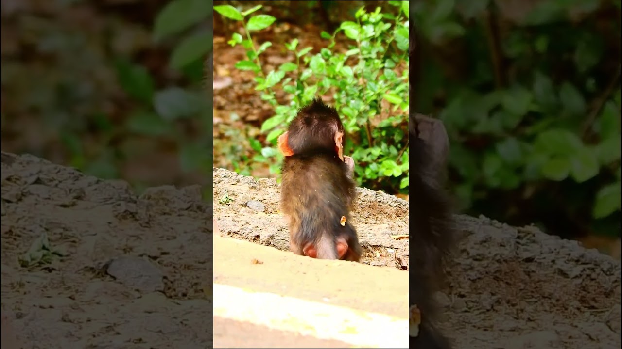 Baby Monkeys - Explore Monkey