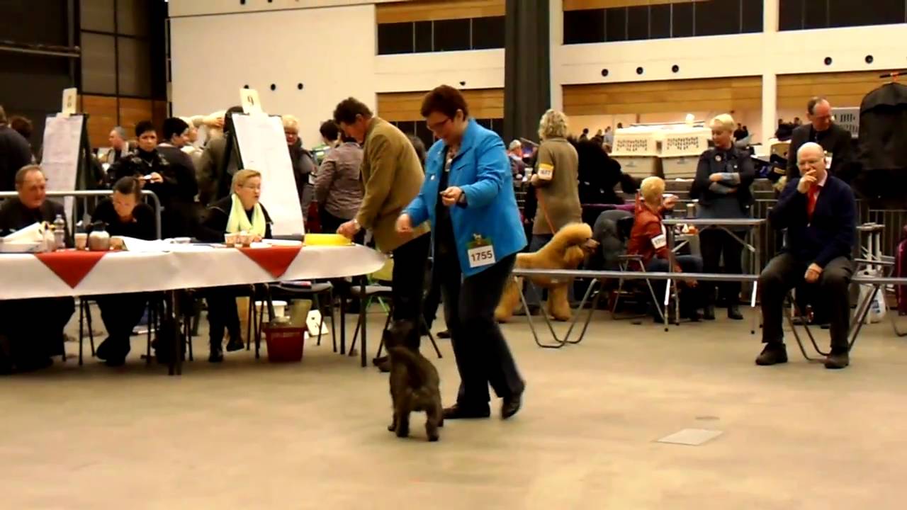 Cairn Terrier Glenmore's Emotion Pur (Emil) @ Martinidogshow 2011