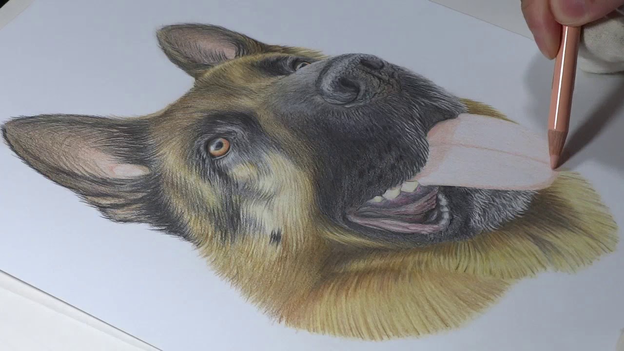 Dibujo realista de Grey, un Pastor Aleman - Timelapse (Drawing a realistic German Shepherd)